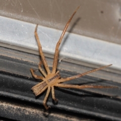 Sidymella trapezia at Evatt, ACT - 5 Jun 2019 04:09 PM