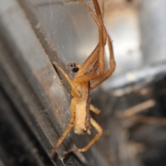 Sidymella trapezia at Evatt, ACT - 5 Jun 2019 04:09 PM