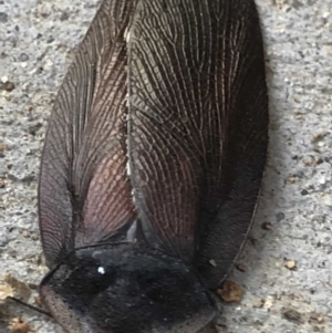 Laxta granicollis at Monash, ACT - 9 Jun 2019 01:48 PM