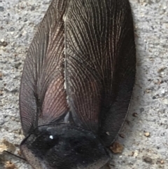 Laxta granicollis (Common bark or trilobite cockroach) at Monash, ACT - 9 Jun 2019 by jackQ