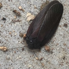 Laxta granicollis at Monash, ACT - 9 Jun 2019