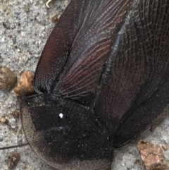 Laxta granicollis at Monash, ACT - 9 Jun 2019 01:48 PM