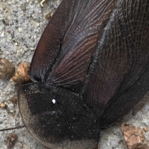 Laxta granicollis at Monash, ACT - 9 Jun 2019