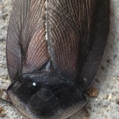 Laxta granicollis at Monash, ACT - 9 Jun 2019 01:48 PM