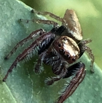 Opisthoncus grassator (Jumping spider) at Monash, ACT - 7 Jun 2019 by jackQ