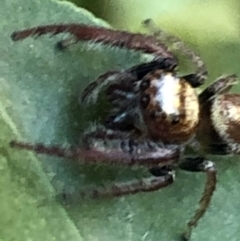 Opisthoncus grassator at Monash, ACT - 7 Jun 2019