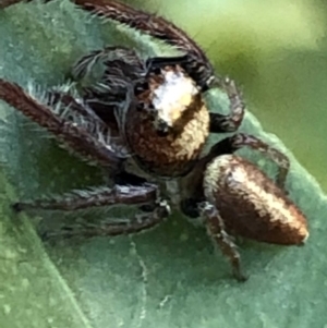 Opisthoncus grassator at Monash, ACT - 7 Jun 2019