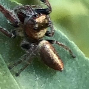 Opisthoncus grassator at Monash, ACT - 7 Jun 2019