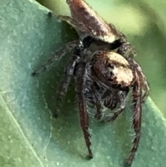 Opisthoncus grassator at Monash, ACT - 7 Jun 2019 04:16 PM