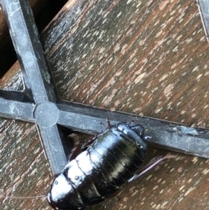 Platyzosteria melanaria at Monash, ACT - 25 May 2019