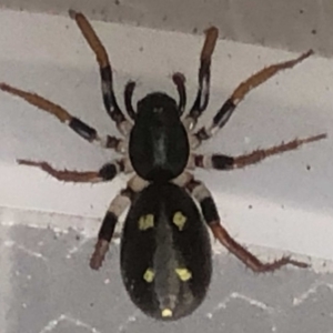 Habronestes sp. (genus) at Monash, ACT - 19 May 2019 02:44 PM