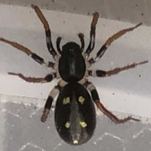 Habronestes sp. (genus) at Monash, ACT - 19 May 2019