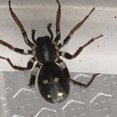 Habronestes sp. (genus) at Monash, ACT - 19 May 2019 02:44 PM