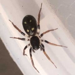 Habronestes sp. (genus) at Monash, ACT - 19 May 2019 02:44 PM