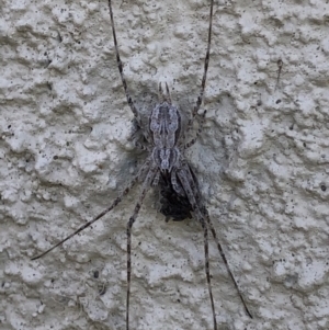 Tamopsis sp. (genus) at Monash, ACT - 19 May 2019