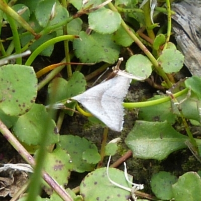 Unidentified Pyralid or Snout Moth (Pyralidae & Crambidae) at Sanctuary Point - Basin Walking Track Bushcare - 23 Feb 2019 by christinemrigg