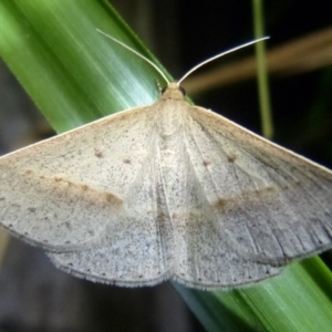 Epidesmia tryxaria at Sanctuary Point, NSW - 6 Mar 2016 12:00 AM