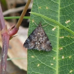 Unidentified Pyralid or Snout Moth (Pyralidae & Crambidae) at Sanctuary Point, NSW - 24 Mar 2016 by christinemrigg