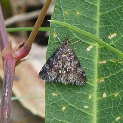 Unidentified Pyralid or Snout Moth (Pyralidae & Crambidae) at Sanctuary Point - Basin Walking Track Bushcare - 24 Mar 2016 by christinemrigg