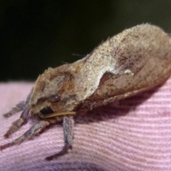 Elhamma australasiae (A Swift or Ghost moth (Hepialidae)) at Woollamia, NSW - 18 Mar 2014 by christinemrigg