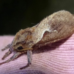 Elhamma australasiae at Woollamia, NSW - 18 Mar 2014 12:00 AM