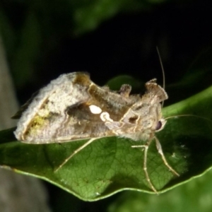 Chrysodeixis eriosoma at Sanctuary Point, NSW - 28 Mar 2015