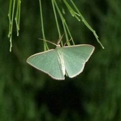 Chlorocoma (genus) (An Emerald moth (Geometrinae)) at Sanctuary Point, NSW - 8 Apr 2017 by christinemrigg