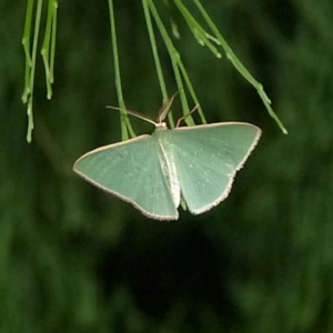 Chlorocoma (genus) at Sanctuary Point, NSW - 8 Apr 2017 12:00 AM