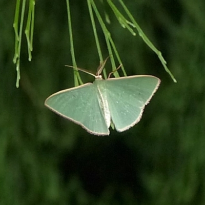 Chlorocoma (genus) (An Emerald moth (Geometrinae)) at Sanctuary Point, NSW - 7 Apr 2017 by christinemrigg