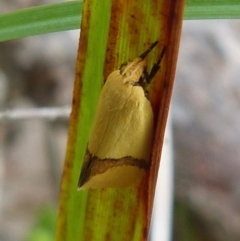 Coesyra phaeozona (A Concealer moth (Chezala Group)) at Woollamia, NSW - 16 Nov 2018 by christinemrigg