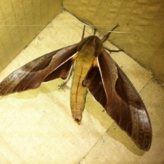 Coequosa triangularis (Double-headed Hawk Moth) at Woollamia, NSW - 1 May 2015 by christinemrigg