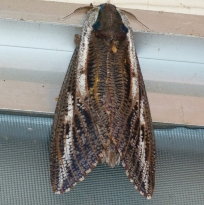 Endoxyla encalypti (Wattle Goat Moth) at Woollamia, NSW - 22 Dec 2013 by christinemrigg