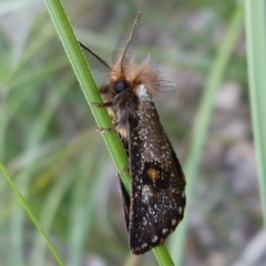 Epicoma contristis (Yellow-spotted Epicoma Moth) at Woollamia, NSW - 30 Mar 2019 by christinemrigg