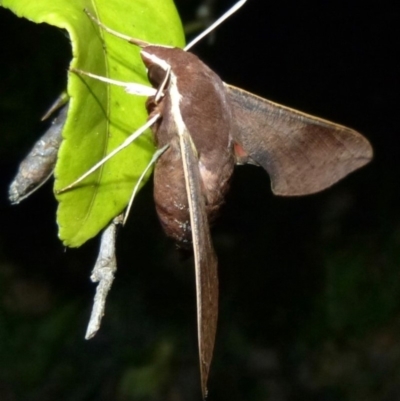 Hippotion scrofa (Coprosma Hawk Moth) at Woollamia, NSW - 27 Dec 2016 by christinemrigg