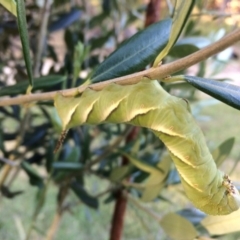 Psilogramma casuarinae (Privet Hawk Moth) at Sanctuary Point, NSW - 10 Feb 2019 by christinemrigg
