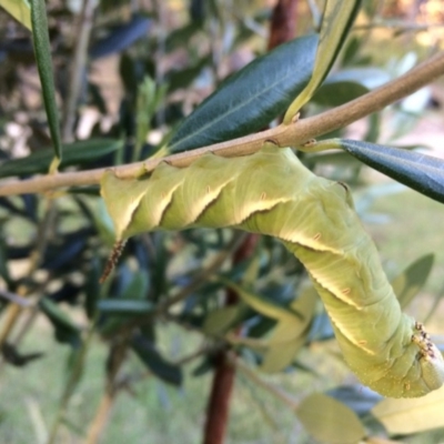 Psilogramma casuarinae (Privet Hawk Moth) at Sanctuary Point, NSW - 11 Feb 2019 by christinemrigg