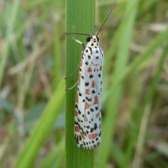 Utetheisa pulchelloides (Heliotrope Moth) at Sanctuary Point, NSW - 29 Mar 2018 by christinemrigg