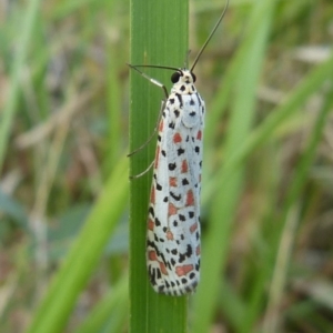 Utetheisa pulchelloides at Sanctuary Point, NSW - 30 Mar 2018 12:00 AM