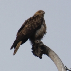 Haliastur sphenurus (Whistling Kite) at Gundaroo, NSW - 9 Jun 2019 by Gunyijan