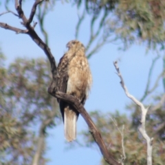 Haliastur sphenurus at Gundaroo, NSW - 9 Jun 2019 11:02 AM
