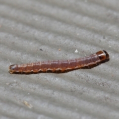 Lepidoptera unclassified IMMATURE (caterpillar or pupa or cocoon) at Hackett, ACT - 5 Jun 2019 by TimL