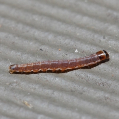 Lepidoptera unclassified IMMATURE moth at Hackett, ACT - 5 Jun 2019 by TimL