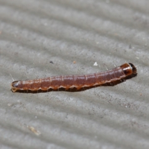 Lepidoptera unclassified IMMATURE moth at Hackett, ACT - 5 Jun 2019