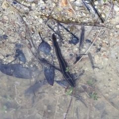 Hirudinidae sp. (family) (A Striped Leech) at Illilanga & Baroona - 13 Nov 2015 by Illilanga