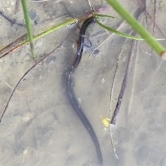 Hirudinidae sp. (family) at Illilanga & Baroona - 13 Nov 2015