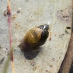 Austropeplea sp. (genus) (Freshwater snail) at Illilanga & Baroona - 12 Aug 2018 by Illilanga