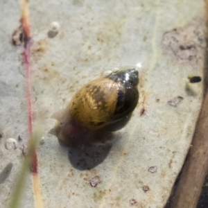 Austropeplea sp. (genus) at Illilanga & Baroona - 12 Aug 2018