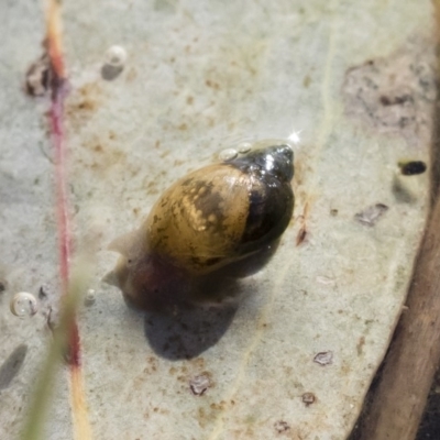 Austropeplea sp. (genus) (Freshwater snail) at Michelago, NSW - 12 Aug 2018 by Illilanga