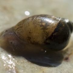 Austropeplea sp. (genus) at Illilanga & Baroona - 12 Aug 2018