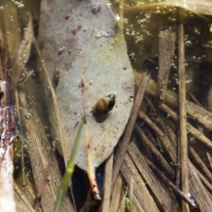 Austropeplea sp. (genus) at Illilanga & Baroona - 12 Aug 2018 02:52 PM